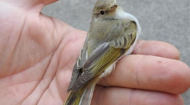 incredibil in tara noastra exista o noua specie de pasare salbatica