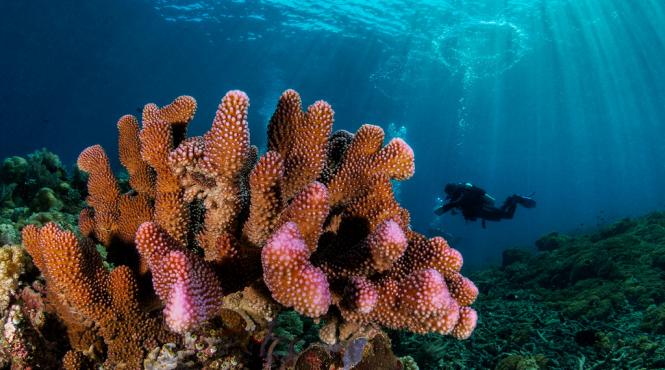 recifele de corali afectate de schimbarile climatice sunt amenintate si de sobolani