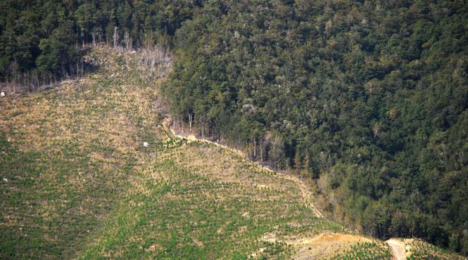 padurar agresat de o grupare specializata in taierea ilegala de arbori in judetul vaslui