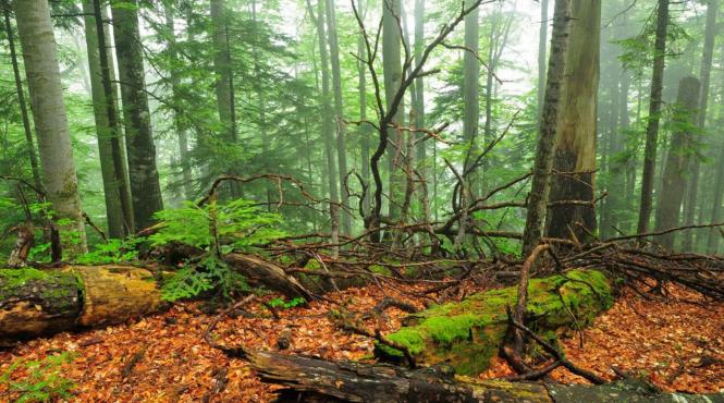 catalog al padurilor virgine din romania