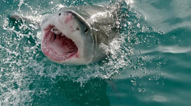 un adolescent a fost atacat de un rechin in zona coastei de nord a australiei