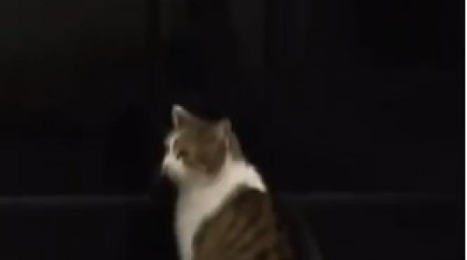 video vizita surpriza la resedinta premierului britanic