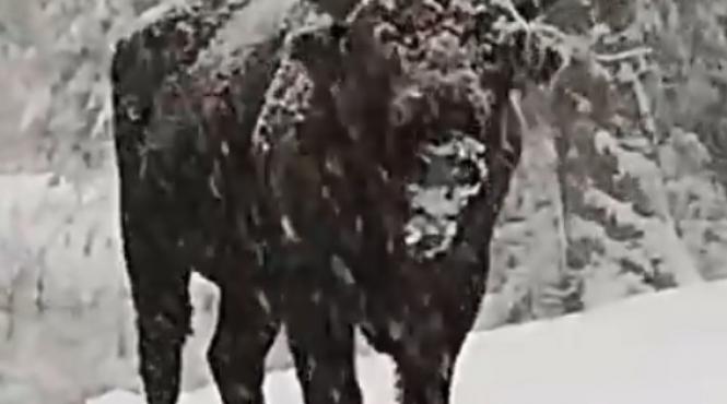 video imagini cu un zimbru inzapezit in neamt