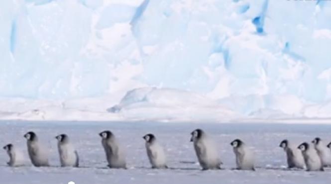 video imagini din antarctica desprinse parca din filmele lui walt disney