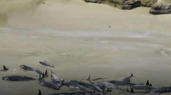 video dezastru in noua zeelanda 145 de balene moarte pe o plaja