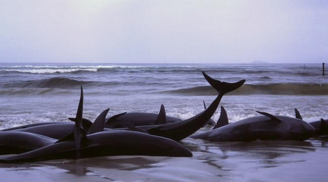 51 de balene au murit pe o plaja din noua zeelanda