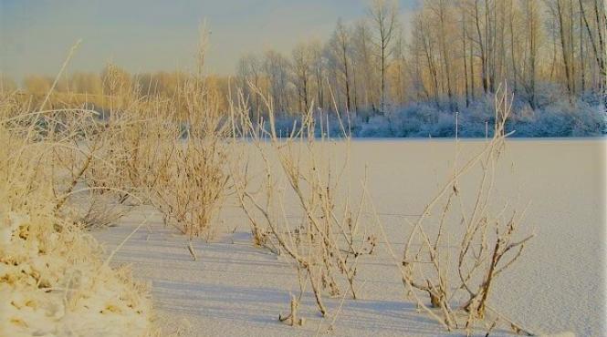zapada galbena fenomenul care a creat panica