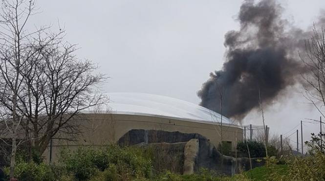 incendiu la o gradina zoologica din marea britanie