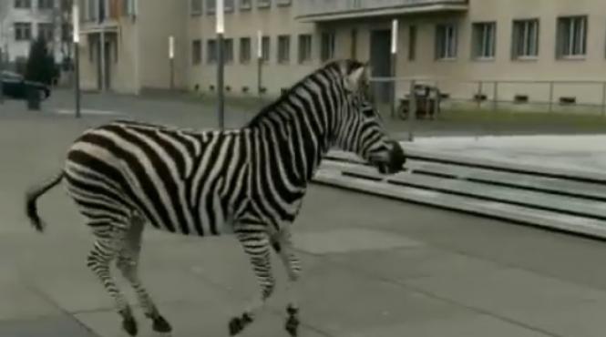 video patru zebre evadate de la circ au luat o la fuga prin dresda