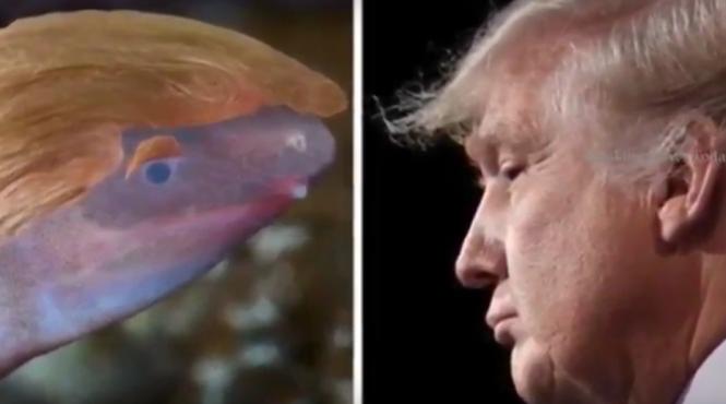 un amfibian orb care isi ingroapa capul in nisip a fost numit dupa donald trump