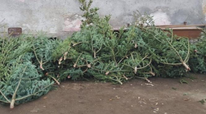 peste 9 000 de pomi de craciun au fost confiscati