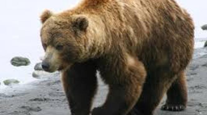 o femeie este in stare grava dupa ce un urs i a smuls bratul la o pensiune din rusia