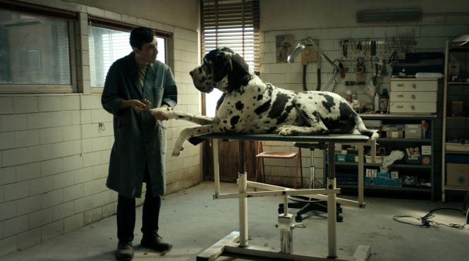 dogman o pelicula dura si tuburatoare