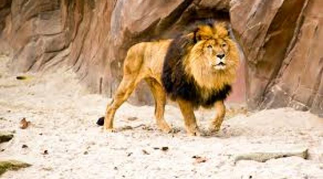 un leu a ucis o tanara dupa ce a scapat de la zoo