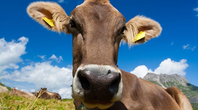 o vaca a evadat dintr un camion in drumul spre macelarie dupa care a nascut