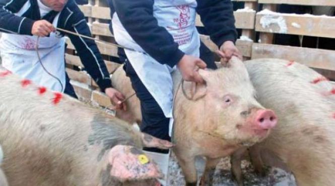 un nou focar de pesta porcina la galati
