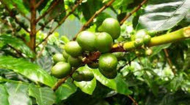 peste jumatate dintre speciile salbatice de cafea amenintate cu disparitia