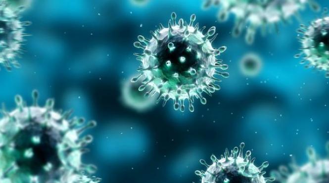un virus provenit de la rozatoare a provocat moartea a 14 persoane din argentina