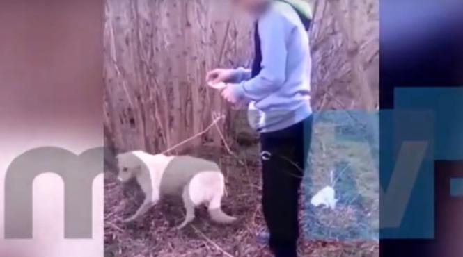 monstrous un baiat din dambovita a incendiat un caine in timp ce prietenul sau filma intraga scena