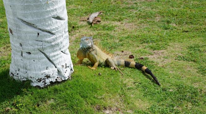 autoritatile din insulele cayman in lupta cu iguanele