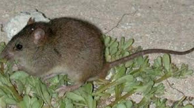 primul mamifer disparut din cauza schimbarilor climatice