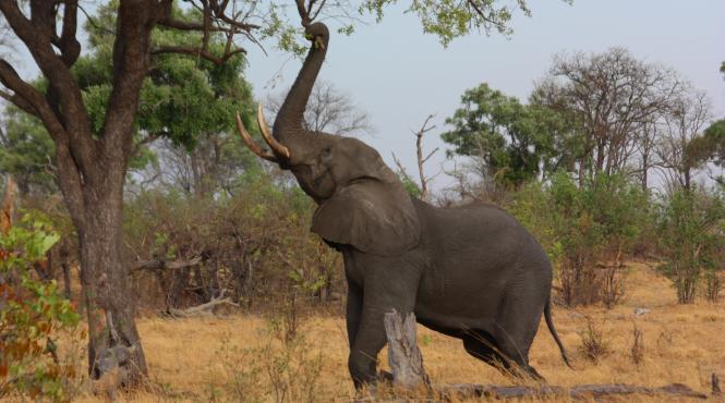 botswana vrea sa sacrifice elefanti si sa i transforme in mancare la conserva pentru animale