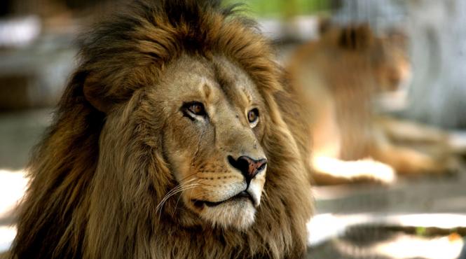 gradina zoologica din barlad scoate la vanzare animale si pasari