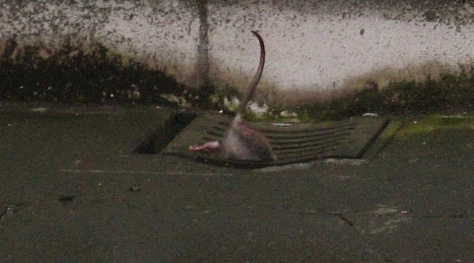 un sobolan gras a fost eliberat dupa ce ramasese blocat intr o gaura de canal