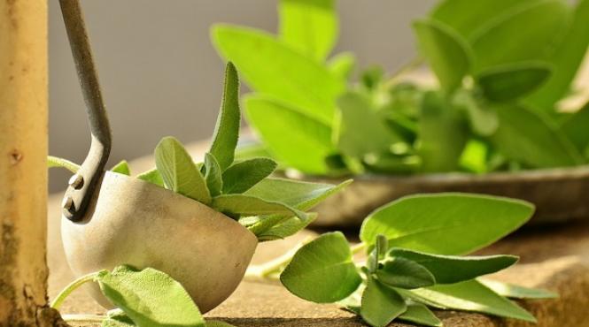 cum se cultiva salvia planta cu o mie de virtuti sfaturi pentru agricultori