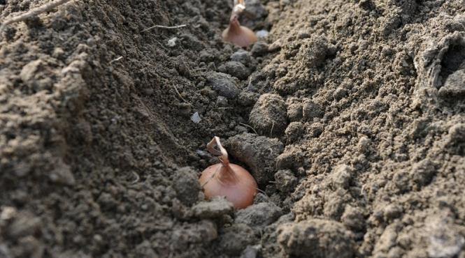 cum se cultiva ceapa prin arpagic sfaturi pentru culturile de primavara garantat