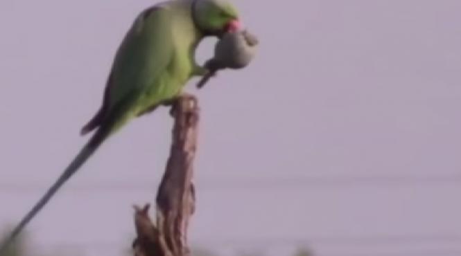 video culturile de mac din india distruse de papagali dependenti de opiu