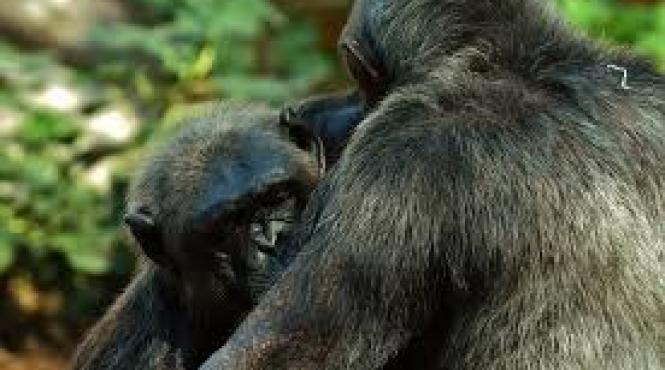 diversitatea culturala a cimpanzeilor victima a activitatilor umane