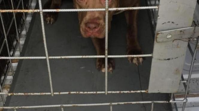 politia animalelor din cadrul politiei locale a municipiului bucuresti a dat prima sanctiune pentru abandon canin