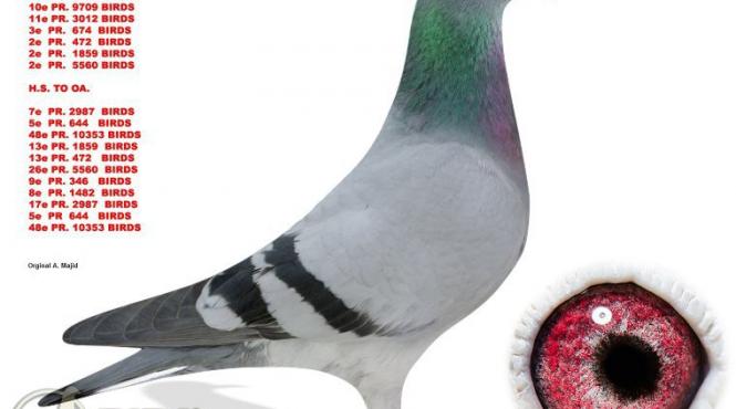 un porumbel voiajor vandut cu 1 25 de milioane de euro