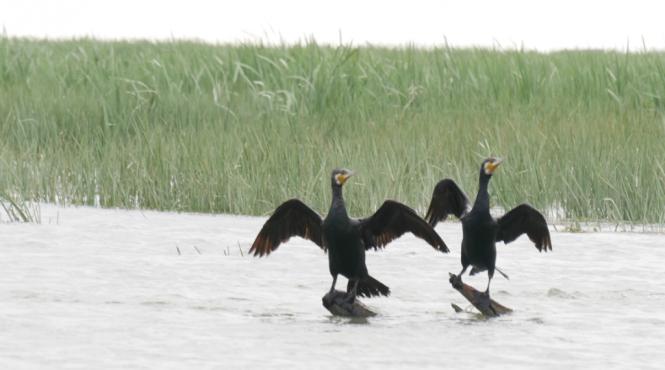 o specie de cormoran a ajuns pentru prima data in romania