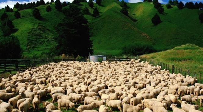 reguli pentru transhumanta ovinelor