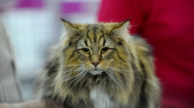 sofisticat 2019 concursul celor mai frumoase pisici galerie foto