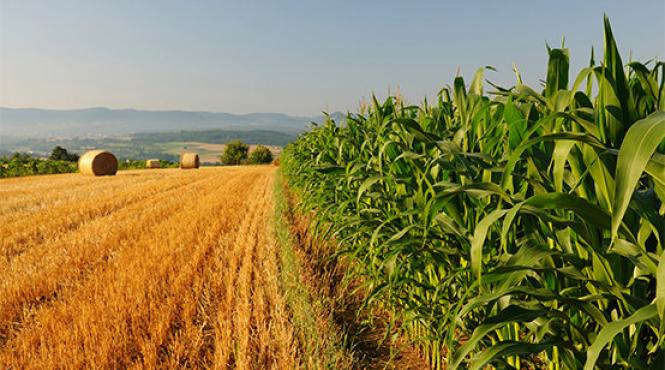 cum putem scoate profit din suprafetele mici de teren trei solutii inteligente sfaturi pentru agricultori