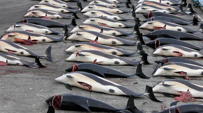 flota japoneza incepe vanatoarea de balene