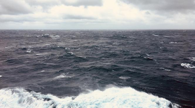 fosilele unei balene patrupede vechi de 42 6 milioane de ani descoperite in peru