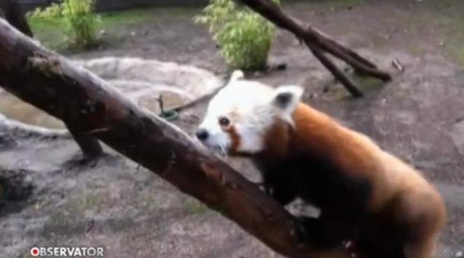 peggy o panda rosu unica in romania noul locatar al gradinii zoologice din brasov