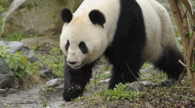 gradina zoologica din viena a primit un urs panda din china