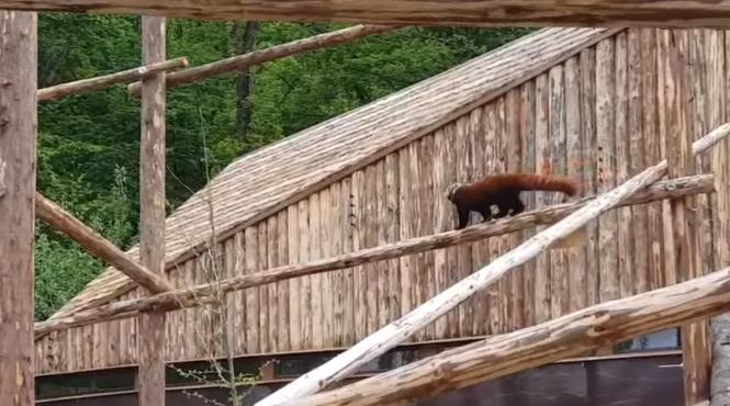 primul urs panda din romania poate fi vizitat la gradina zoologica din brasov