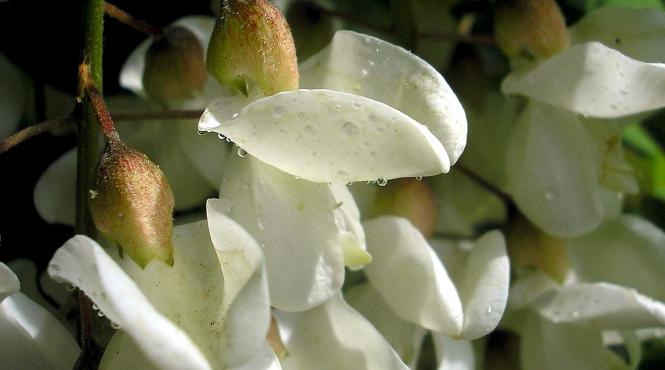 beneficiile florilor de salcam pentru organism