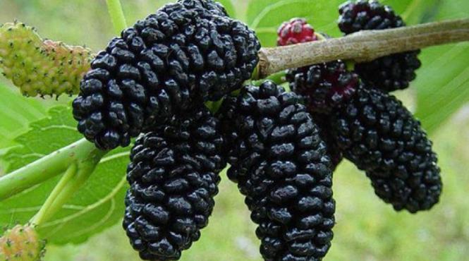 tratamente naturiste dudele fructele care iti prelungesc viata si beneficiile lor 1