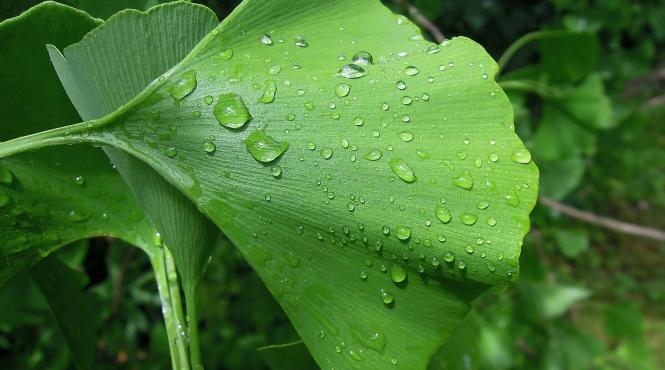 plante care iti imbunatatesc memoria