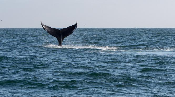 rusia va elibera balene aflate in captivitate dupa un protest international