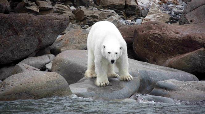un urs polar infometat aflat la sute de kilometri distanta de habitatul sau a fost capturat