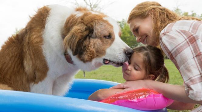 cainele adevaratul meu prieten 2 asteapta iubitorii de animale in cinematografe din 21 iunie