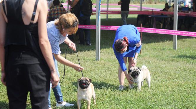galerie foto cei mai frumosi caini la bucuresti